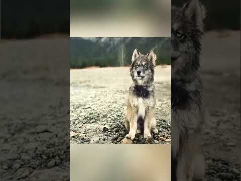 فيلم ملخص فيلم ملخصات افلام اكشن ريلز افلام Film Shorts