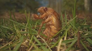 Pa. braces for Brood 14 cicada invasion this spring