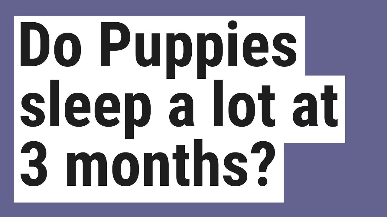 Do 10 Week Old Puppies Sleep A Lot