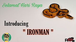 Breeding Ball Pythons; The Amazing Ironman by ARP Constrictors