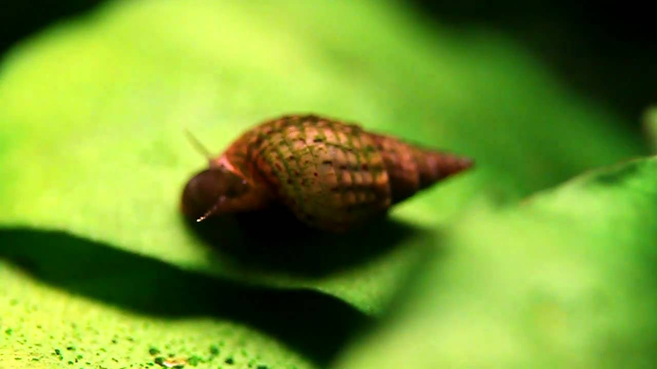 Canon 500D 60mm F2.8 Macro Aquarium Malaysian Trumpet Snail eating