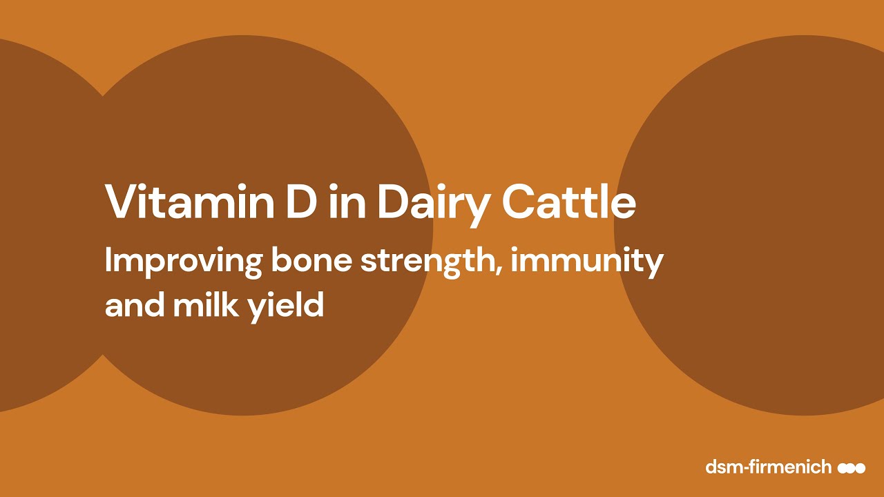 Improving Vitamin D Status in Dairy Cattle