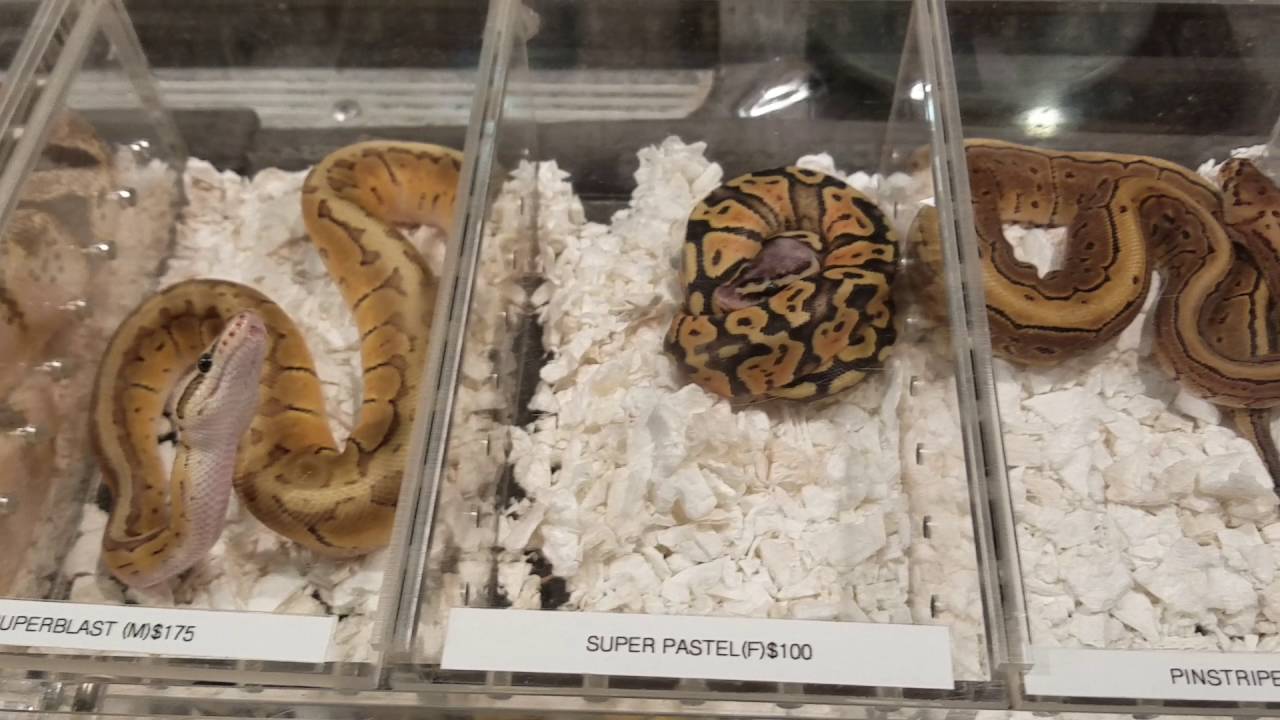 New York reptile expo 2016 - YouTube