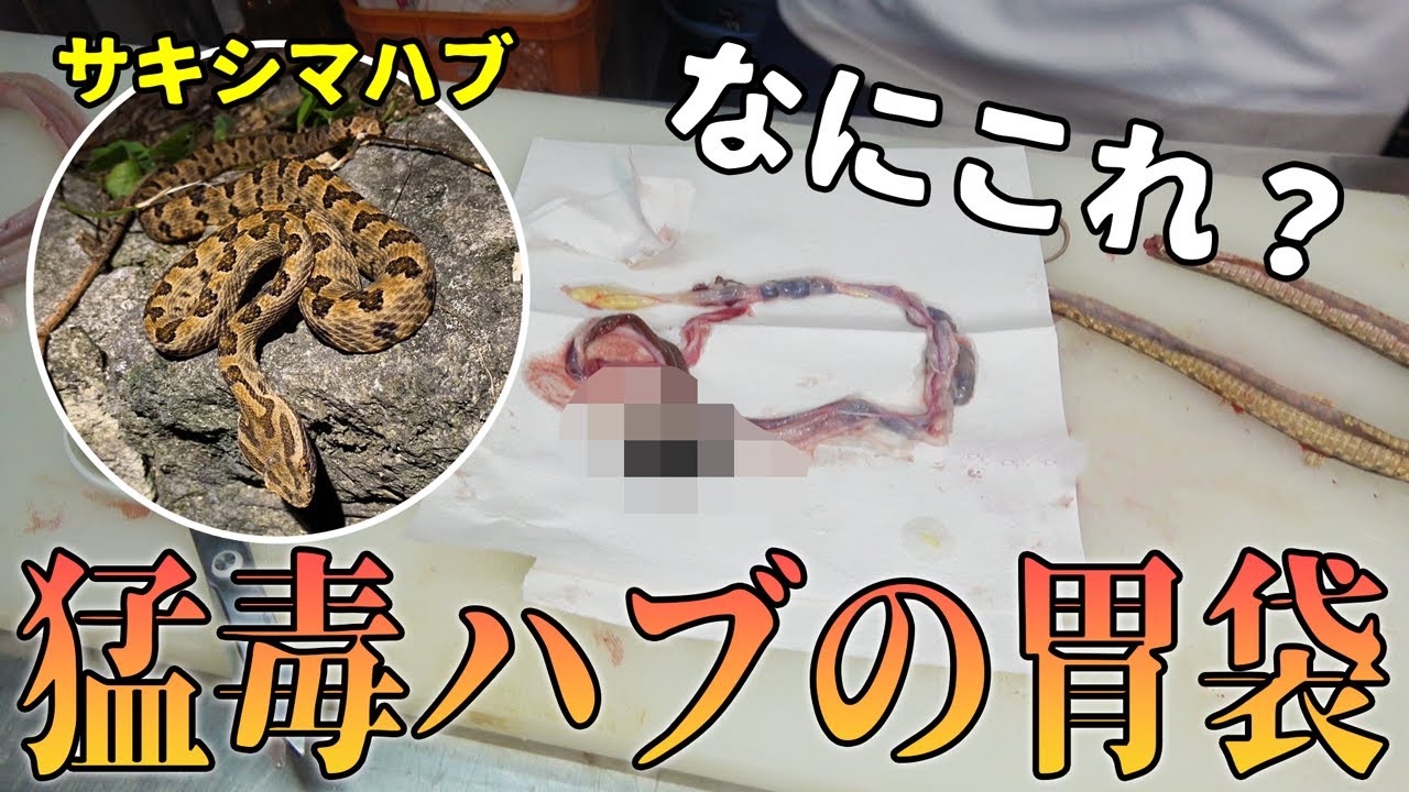 Something amazing came out of the stomach of a highly poisonous