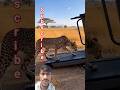 #animals #shortsfeed #viral #trending #motivation #viralvideo #youtubeshorts 😱😱