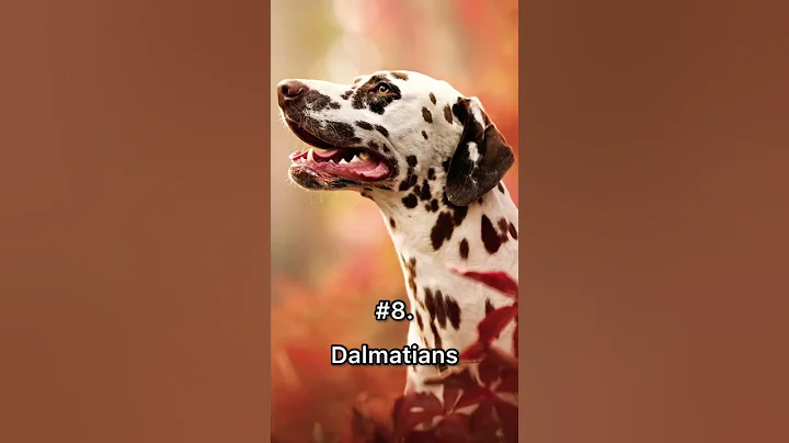 Top 10 Dangerous Dog Breeds In The World 🐶🔥 #dangerous #dog #shorts