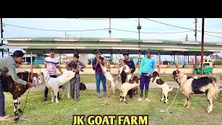 Totapari Ka New Stock Price Ke Sath At JK Goat Farm