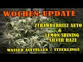 Dwc-System Nährlösung auffüllen  Ztrawberriez Tag 75 , Lemon Shining Silver Haze