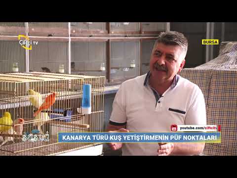Kanarya Türü Kuşlarda Hazırlık Dönemi - Süslü Çiftçi TV