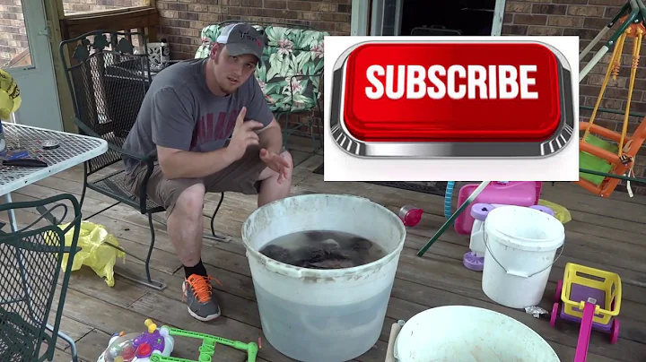 Step 3 of tanning hides "pickling"