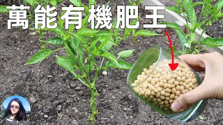 SUPER fertilizer in kitchen 廚房裡的萬能有機肥王, 肥力超強, 做一次用一整年, 種菜養花必備