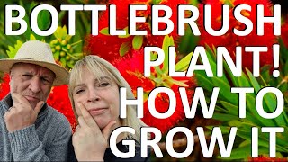 Tropical Gardens UK:  How to Plant and Grow the Bottlebrush Plant - Callistemon citrinus 