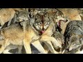 Wolf  the cleverest and most famous herd hunters of the wildlife  wolf documentary