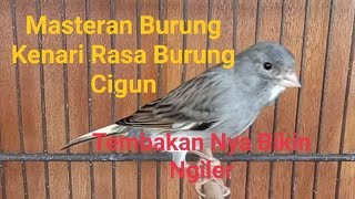 Masteran Burung Kenari Rasa Burung Cigun || Tembakan Nya Bikin Ngiler