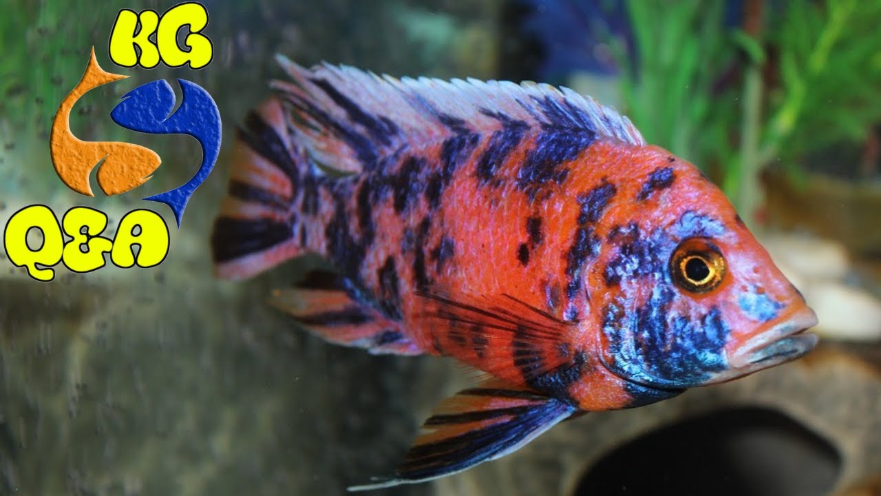Whats The Next Most Popular African Cichlid? Breeding German Blue Rams
