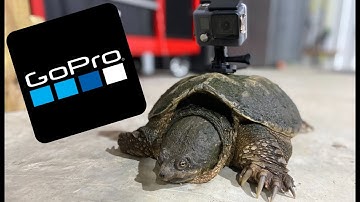 GoPro On a SNAPPING TURTLE!