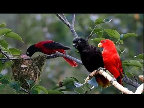 Nature And Wildlife Video – Bird and animal is beautiful creature on our planet