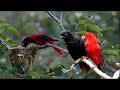 Nature And Wildlife Video – Bird and animal is beautiful creature on our planet
