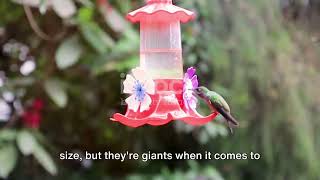The Colorful World of Mexico's Birds: From Quetzals to Hummingbirds