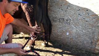 How to safely tie-up milk cow for milking