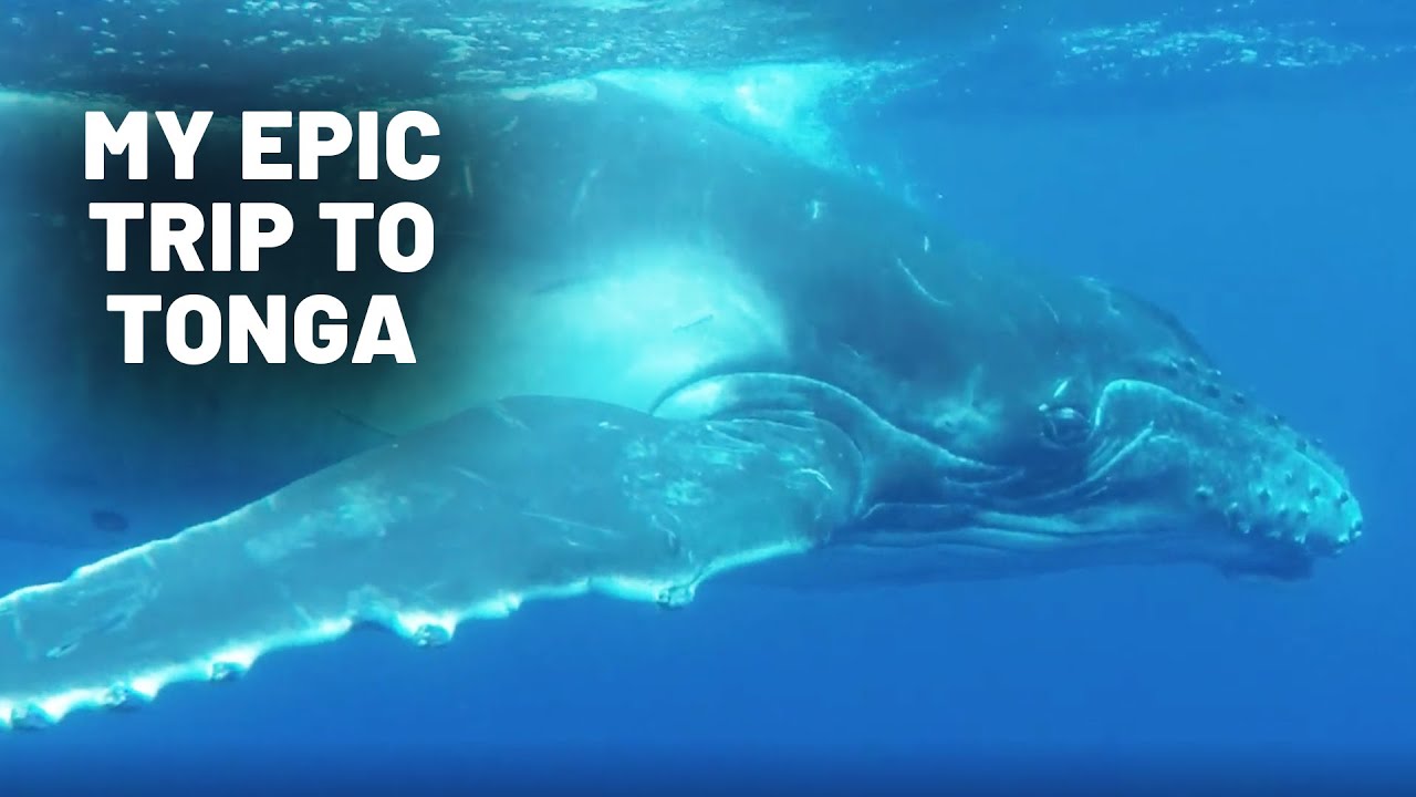 My Epic Trip To Tonga | Ryan Wilkes | @Explorastory Films