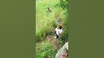 Câu cá lóc bông rừng U Minh Thượng #cauca #caucarung uminhthuong