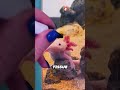 Animal That Regrows Everything 😲🧬 || #animalfacts #amazingfacts @brainarchive360