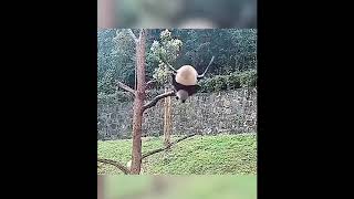See how pandas improve their protection level