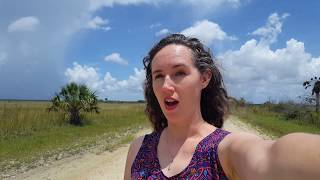 Huge Flock of Black Vultures | Big Cypress National Preserve