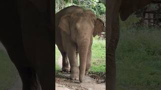 Elephant Nature Park - Chiang Mai, Thailand #ElephantNaturePark #ChiangMai #shorts