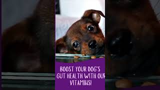 ?Buy PawPuk Paws Digestive Probiotic vitamins today on Amazon ?