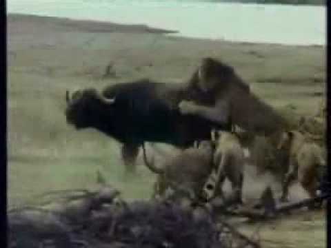 ESPETACULAR dangerous...felinos part 2...lions/selvagem/predador...EXCLUSIVE BY ARKMEDES!