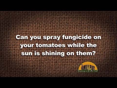 Video: Pomidorų nudegimas nuo saulės – suraskite pomidorų augalų nudegimo priežastį