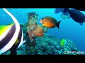 필리핀 바닷속 5. (Philippine underwater videos 5)