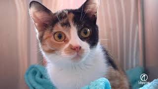 Cats Rescued from Perinton House Fire