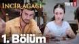 Türk Dili Aile Ağacı ile ilgili video