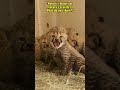 Nature's Beauty or Cruelty? 🤔 What do you think? | Baby Cheetahs #shorts