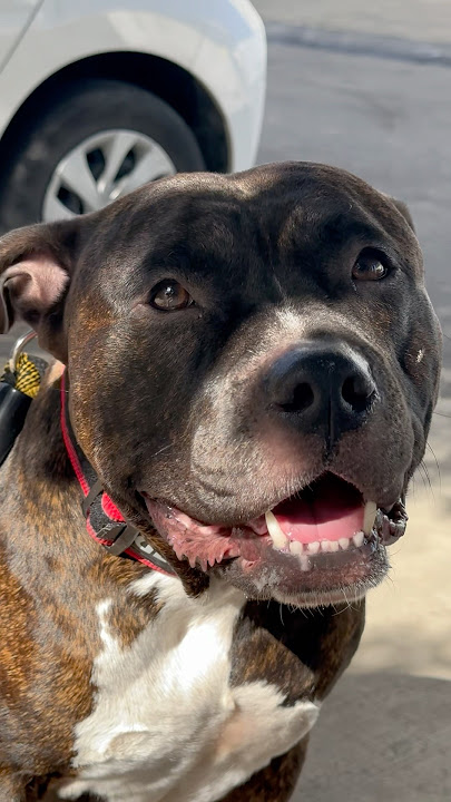 Unbelievable perfect #pitbull