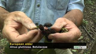 Trees with Don Leopold - European alder