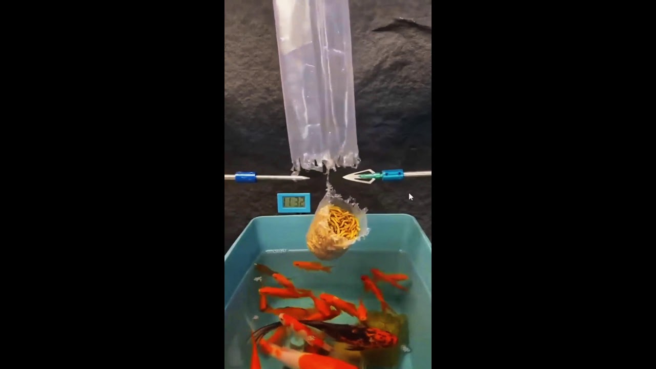 ИГРАЕМ НА СТРИМЕ ШОРТС