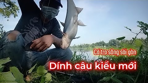 #17 Câu Cá Tra Sông Sài Gòn Dính Câu Kiểu Mới Có 1 Không 2. @Laodetv.... #bình_dương .