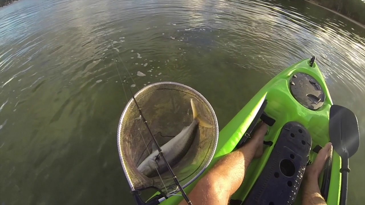 Fishing Sydney salmon on the kayak YouTube