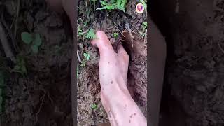 Catching Seafood Deep Sea Octopus 02