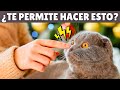 ¿Tu gato TOLERA ESTO? ➡️ Entonces te has ganado SU CORAZÓN