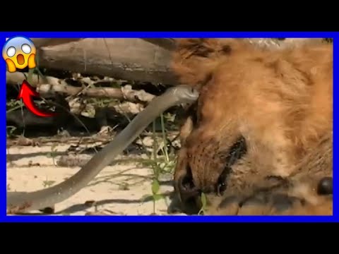 ¿Por qué los leones no atacan a las mambas negras?