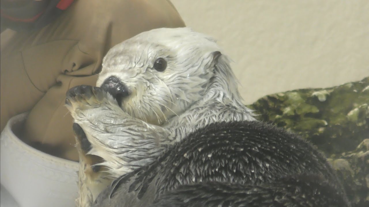 ラッコ　メイちゃんとキラちゃん　いっぱい撮ってもらったね　【鳥羽水族館】Sea otter Mei-chan Kira-chan Toba Aquarium