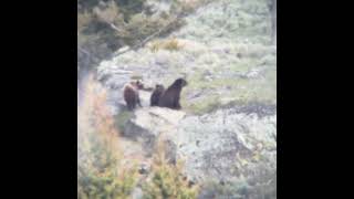 Grizzly and Cubs II, Hellroaring, May 9, 2026