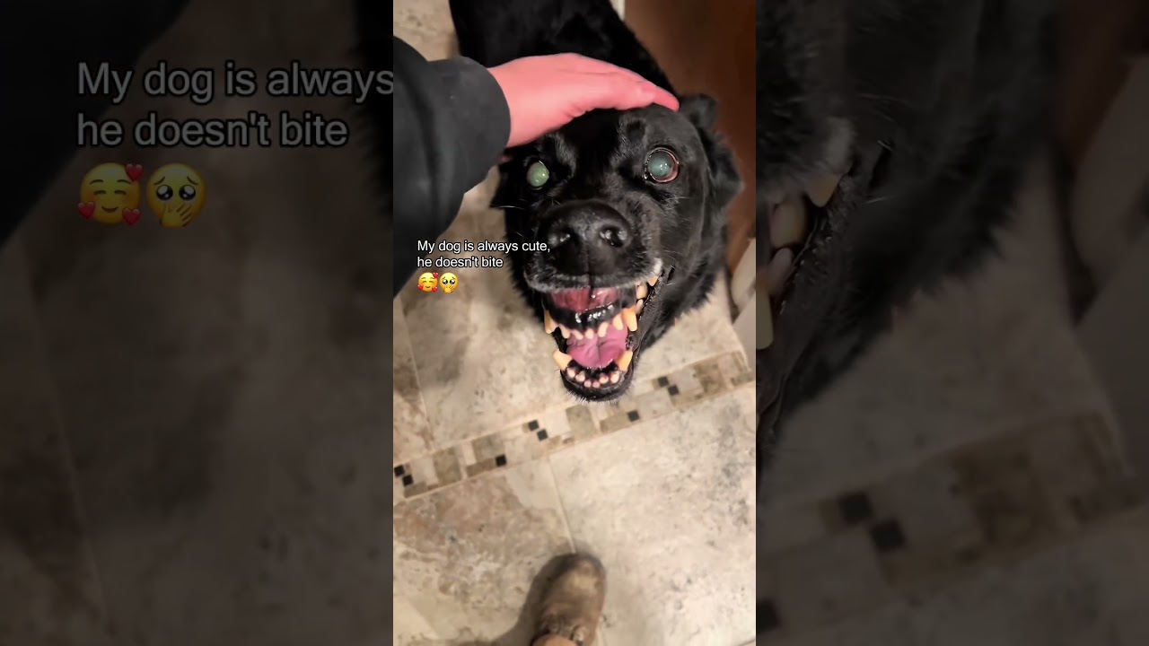 ⁣Funny Dogs🐶& Cats🐈Did you laugh?😅🤣  #pet #cat #dog #cute #animals #viralvideo #shorts