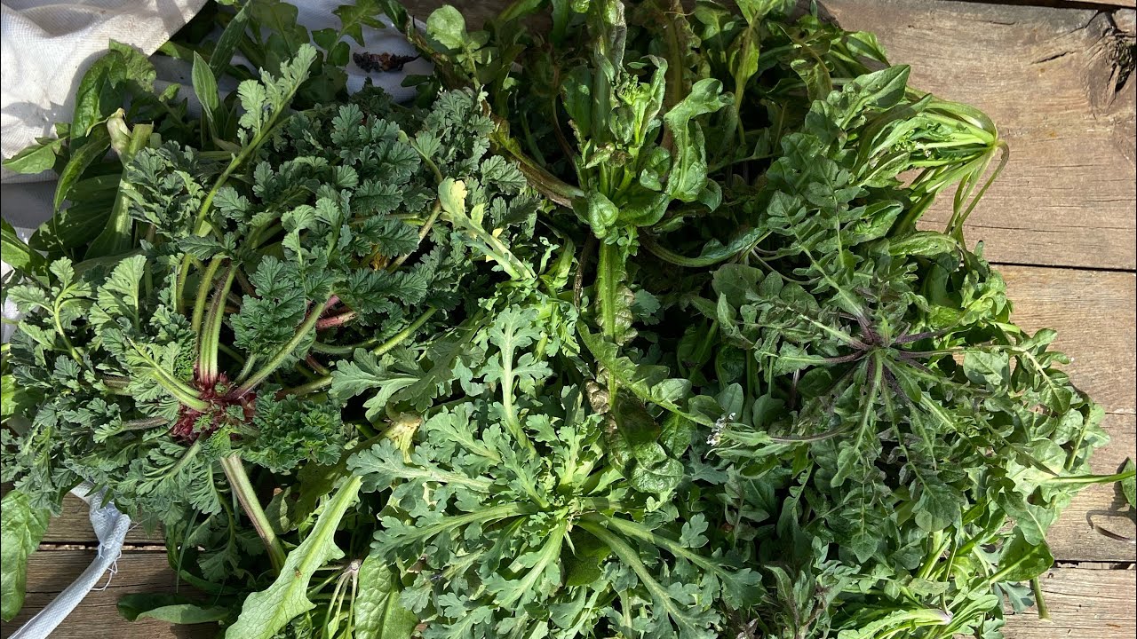 YENİLEBİLİR YABANİ OTLAR 3 Mart 2023