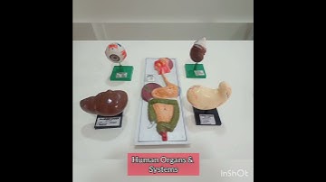 Extra Curricular Activities At BCC